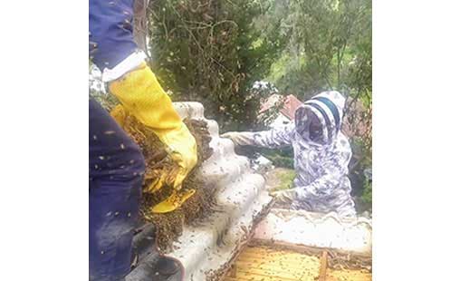Enjambres en techo la Calera